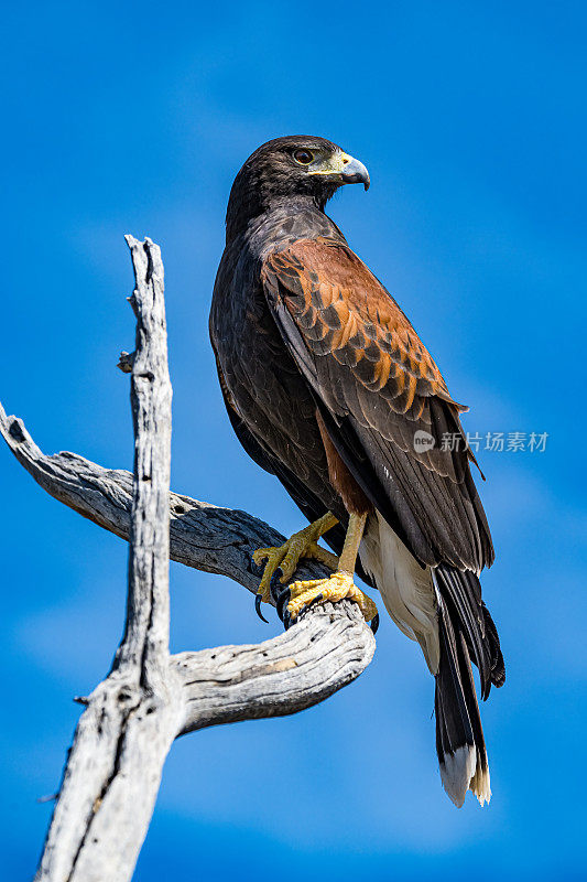 哈里斯鹰(Parabuteo unicinctus)，也被称为湾翼鹰、黑鹰和狼鹰。从美国西南部繁殖到智利、阿根廷中部和巴西的猛禽。索诺兰沙漠，亚利桑那州。